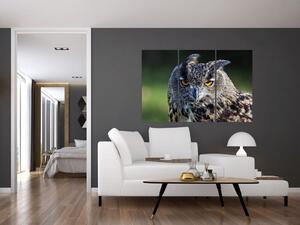 Sova - obraz (Obraz 120x80cm)
