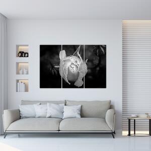 Obraz čiernobiele ruže (Obraz 120x80cm)