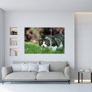 Obraz mačky (Obraz 120x80cm)
