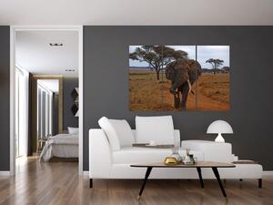 Obraz slona (Obraz 120x80cm)