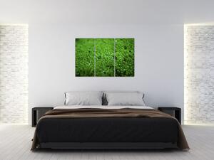 Detail trávy - obraz (Obraz 120x80cm)