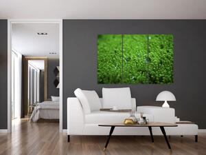 Detail trávy - obraz (Obraz 120x80cm)