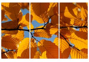 Jesenné lístie - obraz (Obraz 120x80cm)