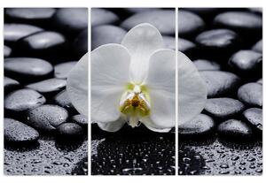 Kvet orchidey - obraz (Obraz 120x80cm)