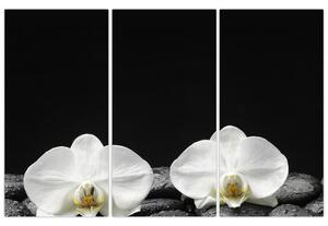 Orchidey - obraz (Obraz 120x80cm)