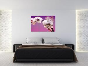 Moderné obrazy - orchidea (Obraz 120x80cm)