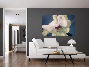 Obraz orchidey (Obraz 120x80cm)