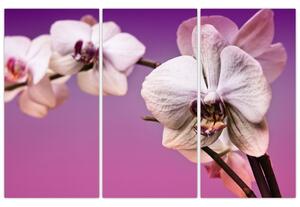 Moderné obrazy - orchidea (Obraz 120x80cm)