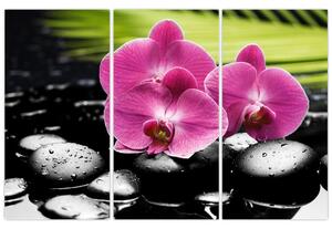 Fotka orchidey (Obraz 120x80cm)