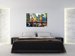 Obraz - papagáje (Obraz 120x80cm)