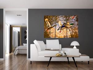Letiaci kačice - obraz (Obraz 120x80cm)