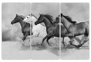 Obraz cválajúci koňov (Obraz 120x80cm)