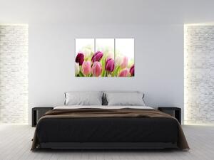 Tulipány, maľby (Obraz 120x80cm)