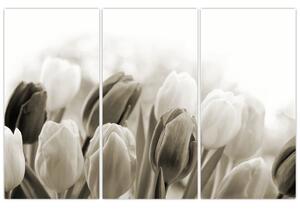 Obraz tulipánov (Obraz 120x80cm)