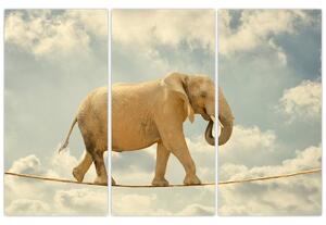 Slon na lane, obraz (Obraz 120x80cm)