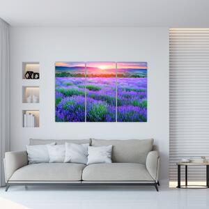 Obraz levanduľového pole (Obraz 120x80cm)