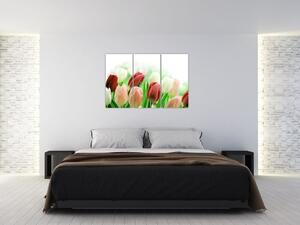 Tulipány, obraz (Obraz 120x80cm)