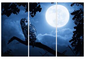 Nočná príroda, obrazy (Obraz 120x80cm)