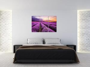 Levanduľové pole, obrazy (Obraz 120x80cm)