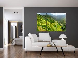 Obraz vinice (Obraz 120x80cm)