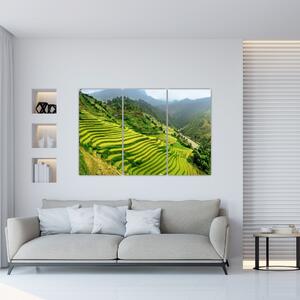 Obraz vinice (Obraz 120x80cm)