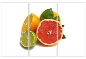 Citrusové plody - obraz (Obraz 120x80cm)