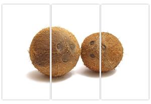 Kokosový orech, obraz (Obraz 120x80cm)