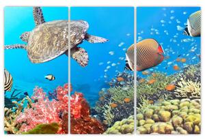 Podmorský svet, obraz (Obraz 120x80cm)