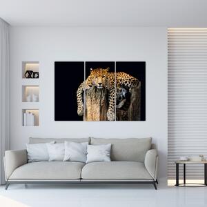 Leopard, obraz (Obraz 120x80cm)