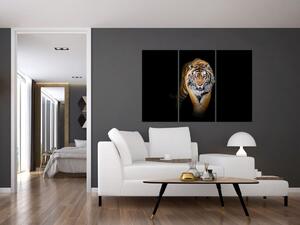 Tiger, obraz (Obraz 120x80cm)