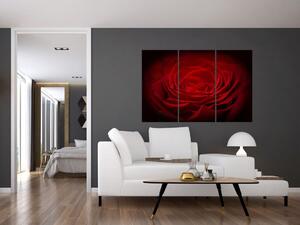 Makro ruža - obraz (Obraz 120x80cm)