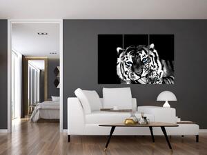 Obraz tigra s mláďaťom (Obraz 120x80cm)