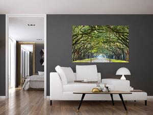 Aleje stromov - obraz (Obraz 120x80cm)