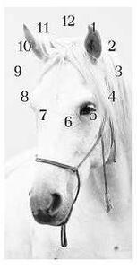 Nástenné hodiny kôň 30x60cm VII - plexi