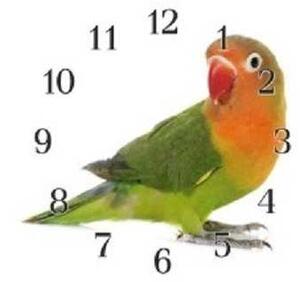 Nástenné hodiny papagáj 30x30cm VII - plexi