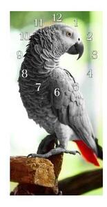 Nástenné hodiny papagáj 30x60cm XXI - plexi
