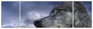 Obraz vlka (Obraz 170x50cm)