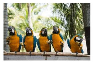 Obraz sklenený papagáj ara ararauna - 50 x 70 cm