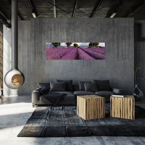 Obraz levanduľového pole (Obraz 170x50cm)