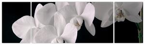 Obraz - biele orchidey (Obraz 170x50cm)