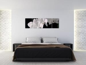 Obraz - biele orchidey (Obraz 170x50cm)