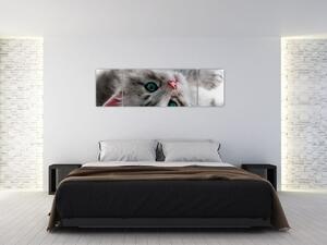 Obraz mačky (Obraz 170x50cm)