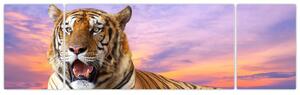 Obraz ležiaceho tigra (Obraz 170x50cm)