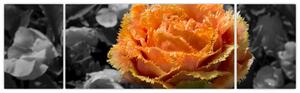 Oranžový kvet na čiernobielom pozadí - obraz (Obraz 170x50cm)