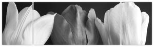 Čiernobiely obraz - tri tulipány (Obraz 170x50cm)