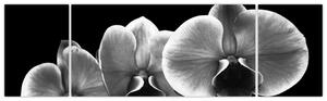 Čiernobiely obraz - orchidea (Obraz 170x50cm)