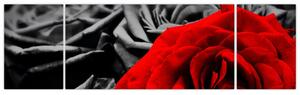 Obraz červené ruže (Obraz 170x50cm)