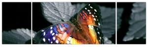 Motýľ na liste - obraz (Obraz 170x50cm)