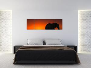 Obraz slona v zapadajúcom slnku (Obraz 170x50cm)