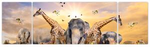 Obraz - safari (Obraz 170x50cm)